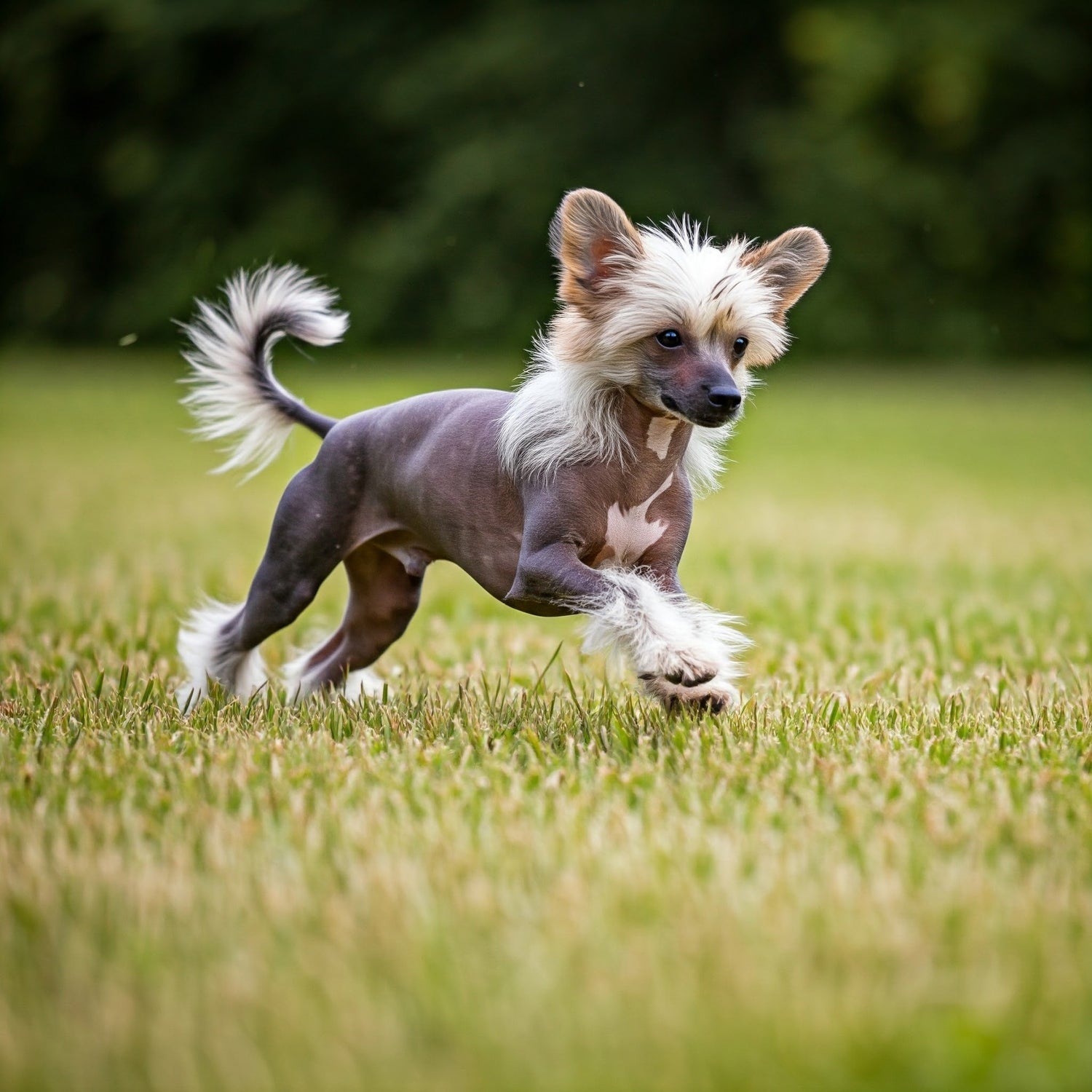 Chinese Crested Dog
