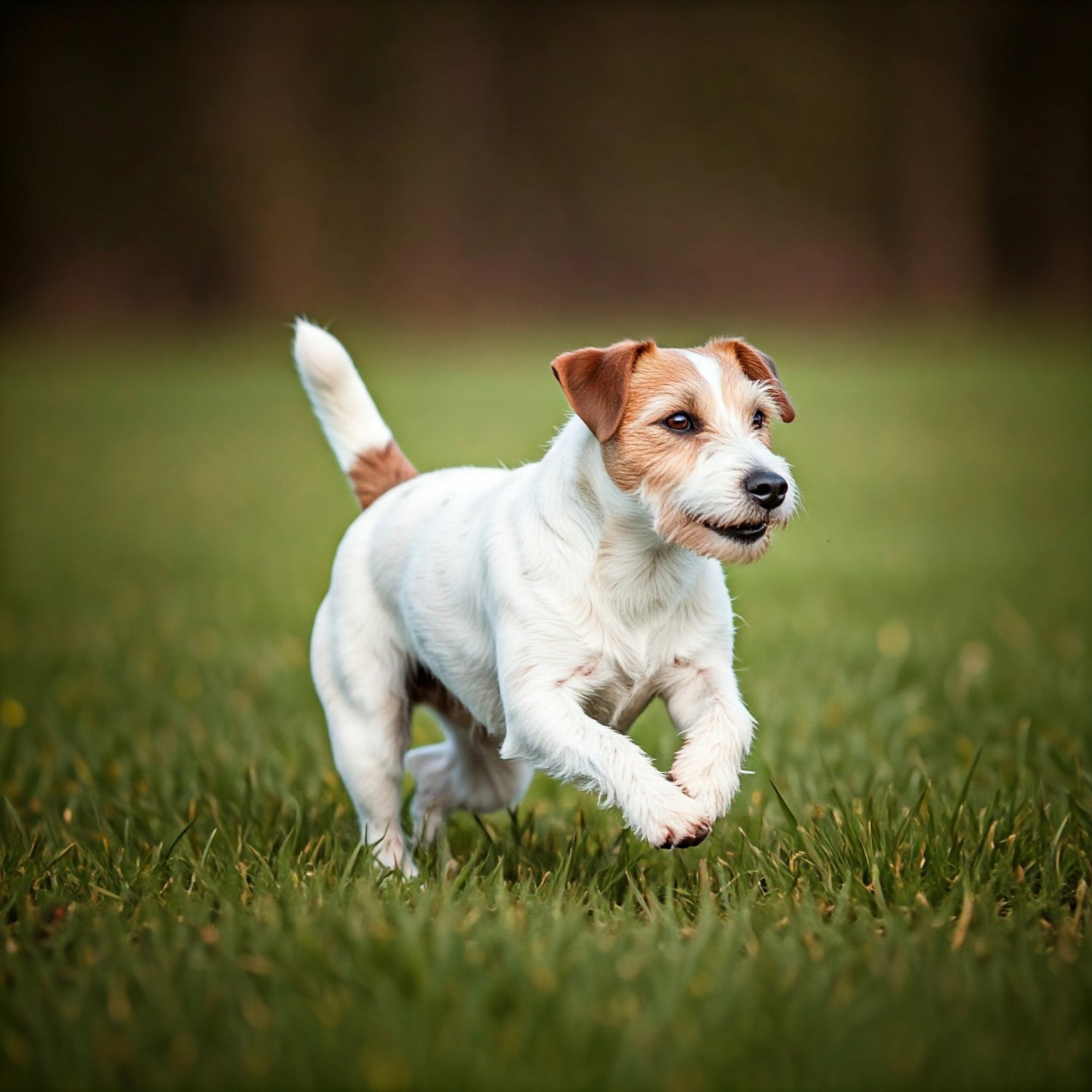 Parson Russell Terrier Dog