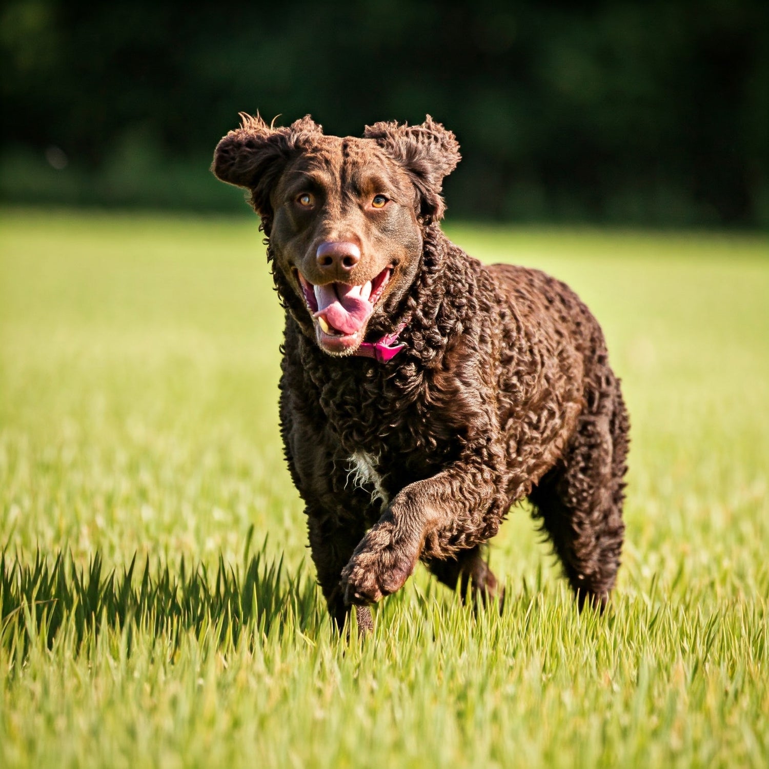 Curly-Coated Retriever Dog