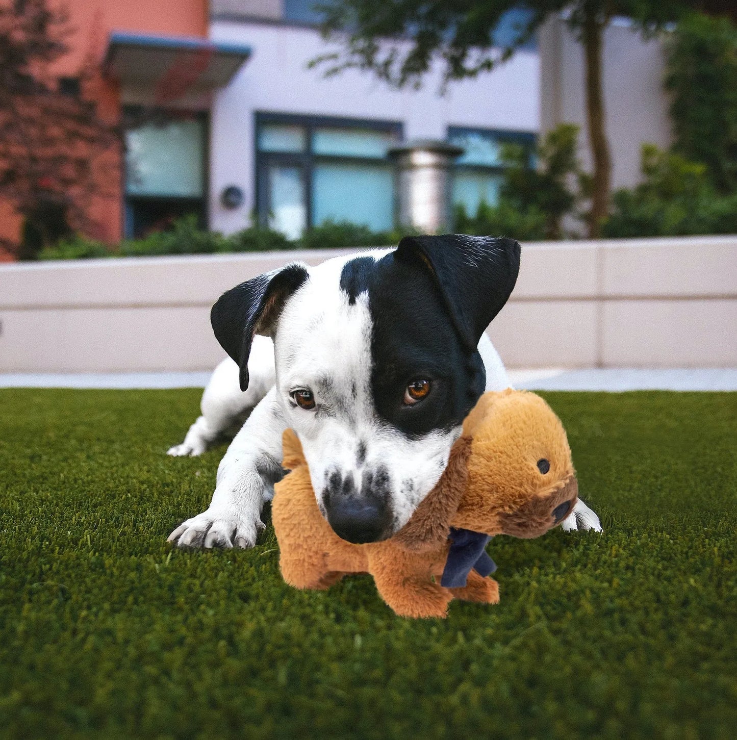 Fuzzl Cookie the Cockapoo Plush Dog Toy and Puppy Toy – Durable Dog - Fuzzl Pet
