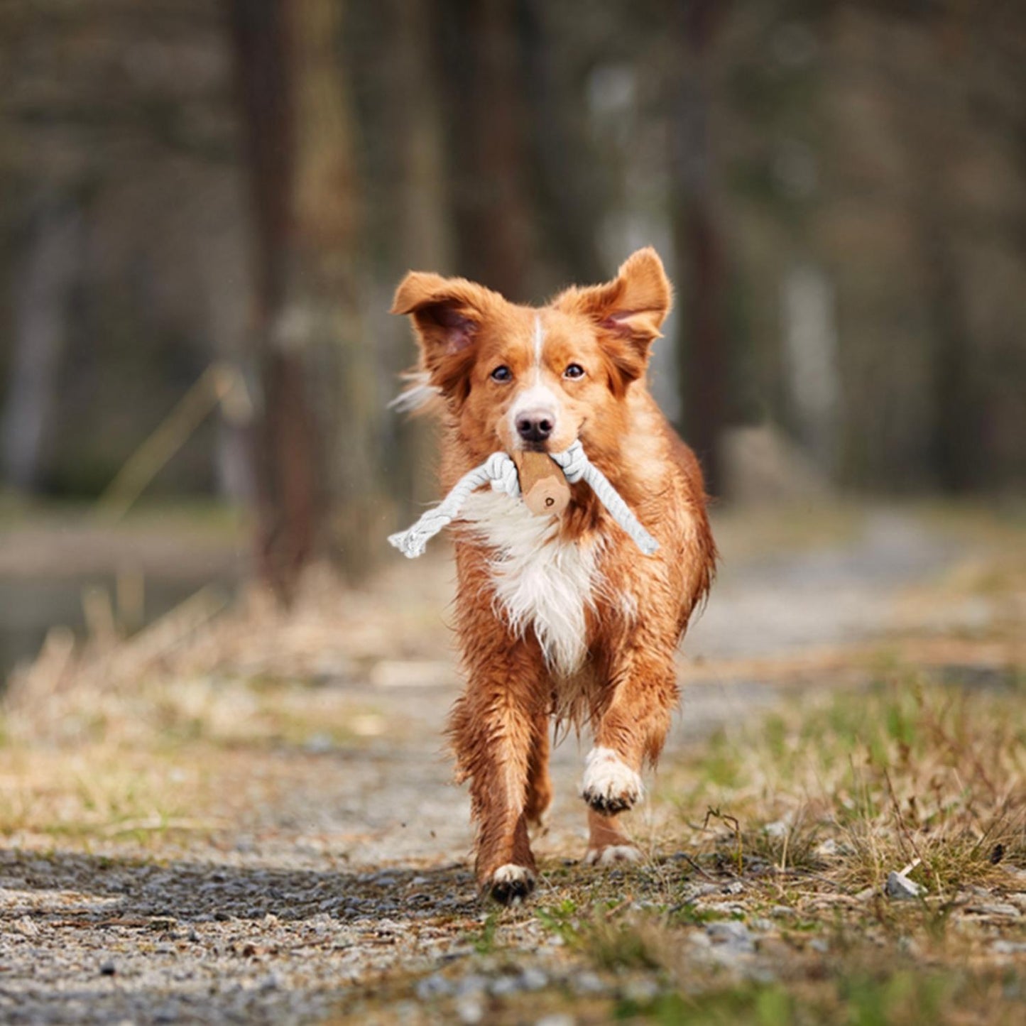 Fuzzl Coffee Stix & Rope Chew Dog Toy – Durable Dog Toy