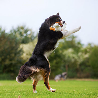 Fuzzl Coffee Stix & Rope Tug Dog Toy – Durable Dog Toy