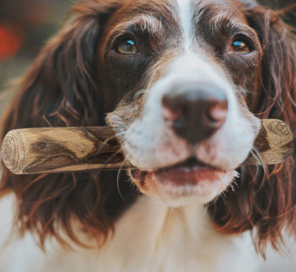 Fuzzl Cinnamon Sticks Medium 2 Pack – Durable Dog Toy (2 Pack) - Fuzzl Pet