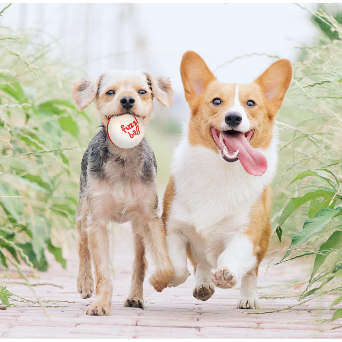 Fuzzl Ultra Bounce Dog Balls 6cm | 6 Pack – Tennis Ball Alternative - Fuzzl Pet