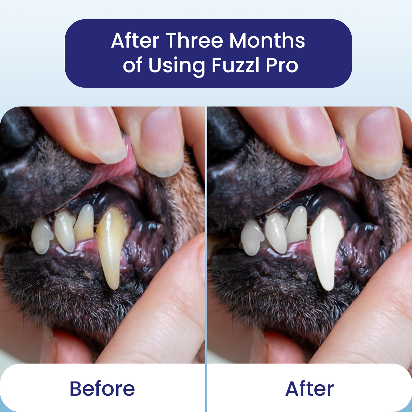 Fuzzl Plaque Powder 170g Pro Max Strength Vet Approved – Advanced