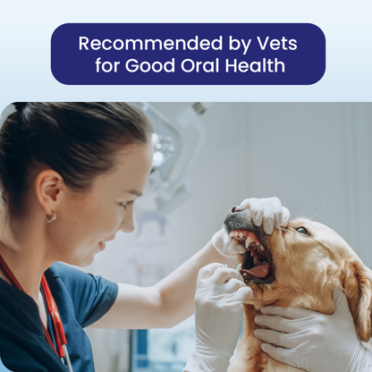 Fuzzl Plaque Powder 170g Pro Max Strength Vet Approved – Advanced