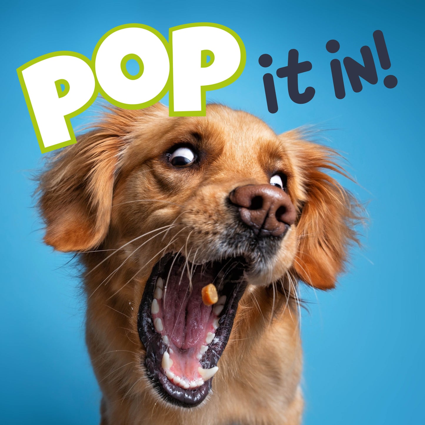 Fuzzl Puppy Pops Variety Pack WITH Glow Ball – Durable Dog Toy - Fuzzl Pet