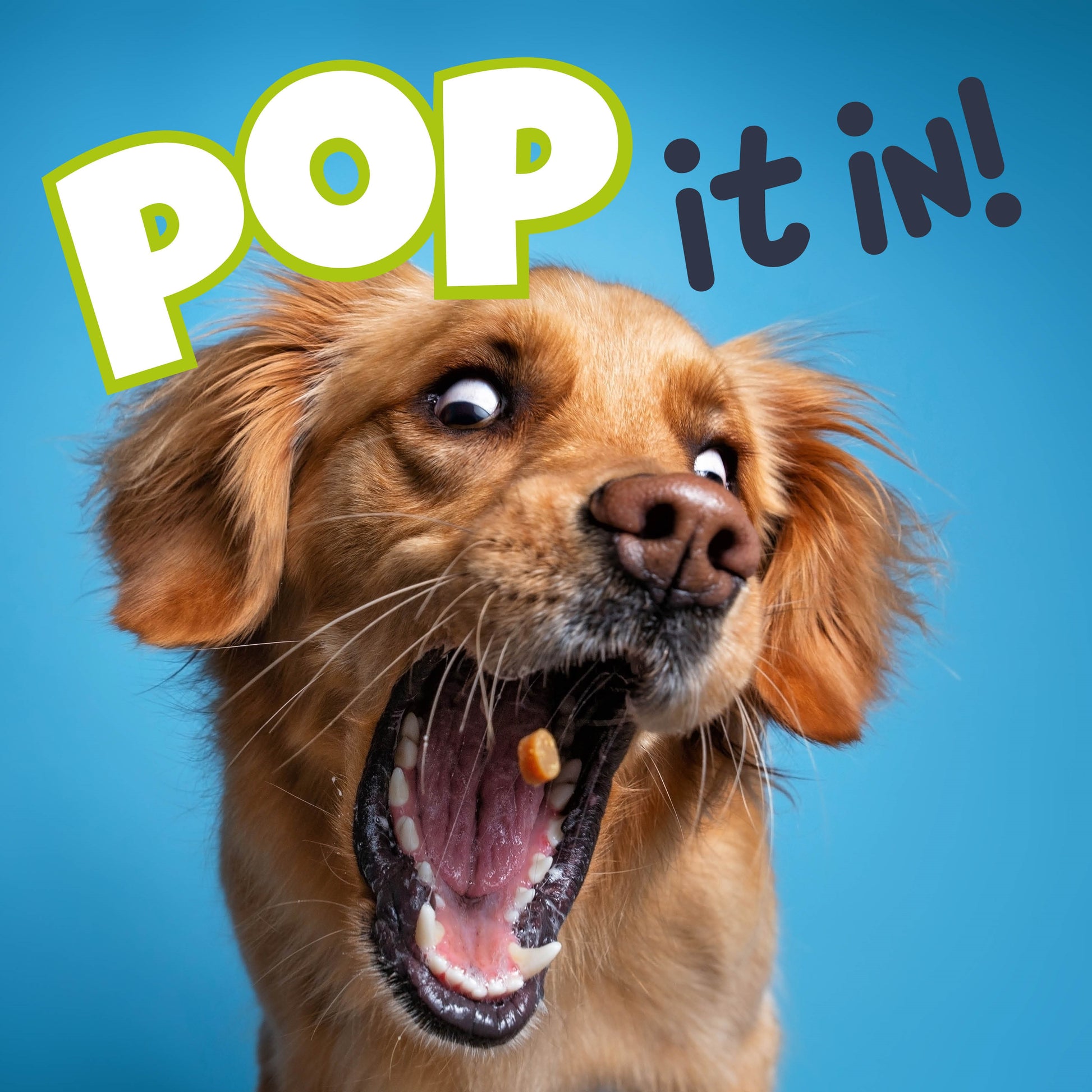 Fuzzl Puppy Pops Variety Pack WITH Glow Ball – Durable Dog Toy - Fuzzl Pet