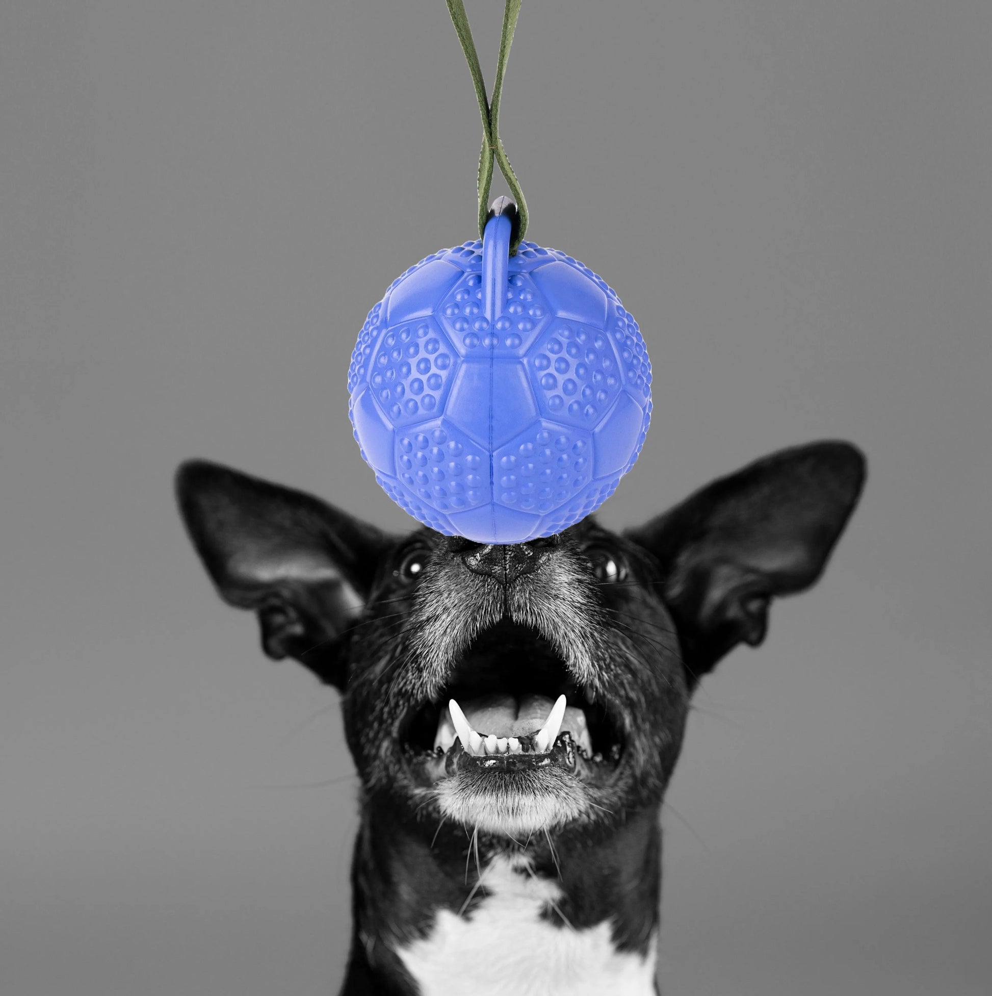 Fuzzl Eco Rubber Chuck & Treat Soccer Ball - Blue Dog Toy – Durable - Fuzzl Pet